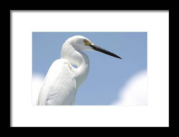Herron Framed Print featuring the photograph Feathers by Andrea Platt