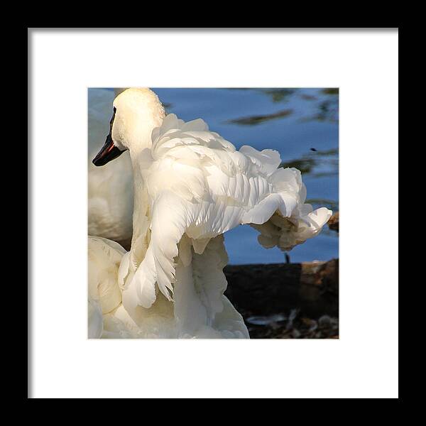 Swans Framed Print featuring the photograph Feathers by Cathy Donohoue