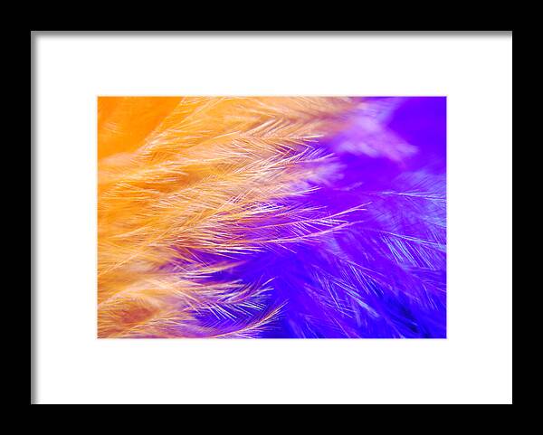 Photograph Framed Print featuring the photograph Feathers by Larah McElroy