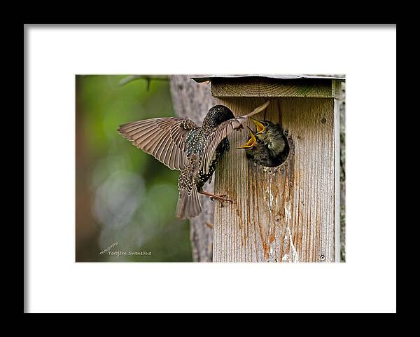 Feeding Starlings Framed Print featuring the photograph Feeding Starlings by Torbjorn Swenelius