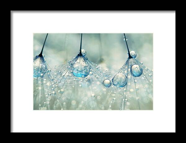 Dandelion Framed Print featuring the photograph Feeling Blue but Dandy by Sharon Johnstone