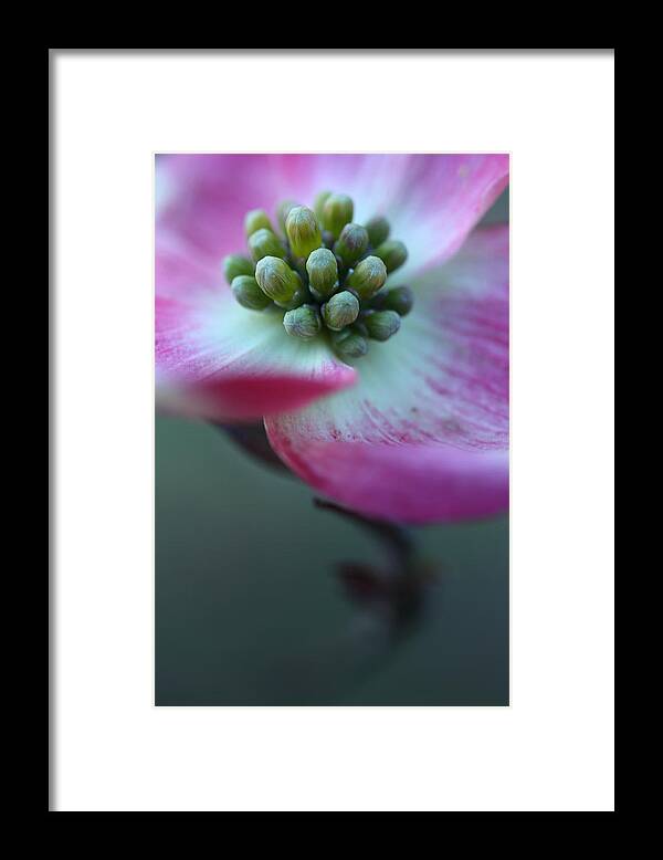 Dogwood Framed Print featuring the photograph Feeling Good by Michael Eingle