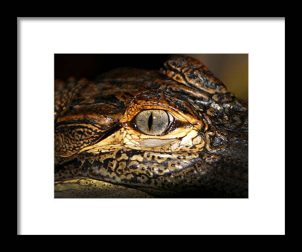 Gator Framed Print featuring the photograph Feisty Gator by Anthony Jones