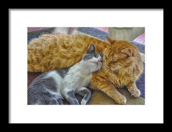 Cat Framed Print featuring the photograph Feline Amore by Jimi Albert