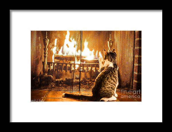 Cat Framed Print featuring the photograph Feline Fancy by Pamela Taylor