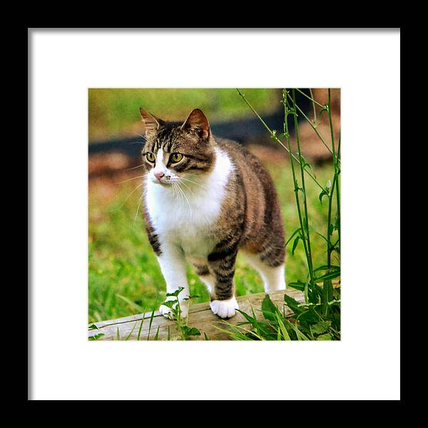 Cat Framed Print featuring the photograph Feline Portrait by Deena Stoddard