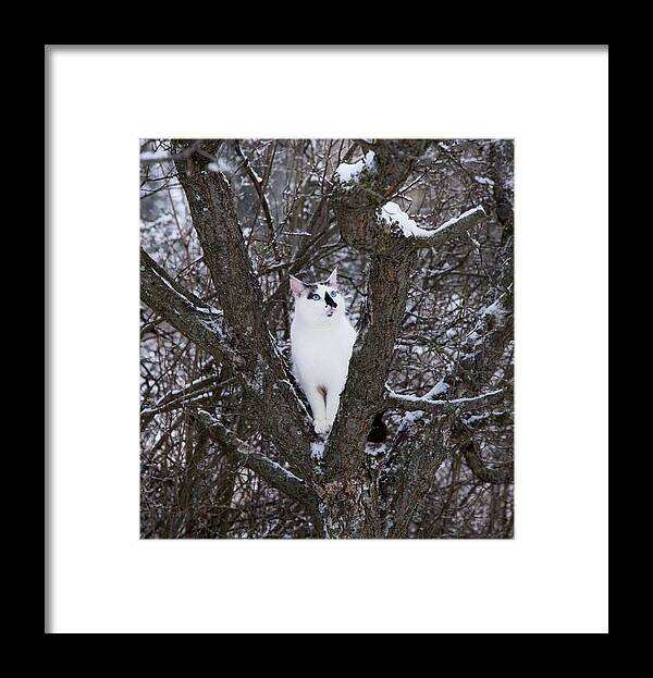 Cat Framed Print featuring the photograph Felis Silvestris Catus in Winter by Theresa Tahara