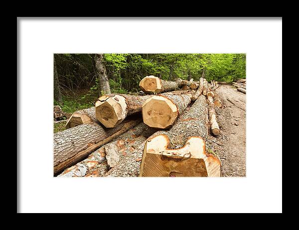 Nobody Framed Print featuring the photograph Felled Norway Spruce (picea Abies) by Bob Gibbons