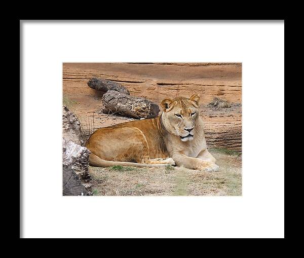 Lion Framed Print featuring the photograph Female African Lion by Cathy Lindsey