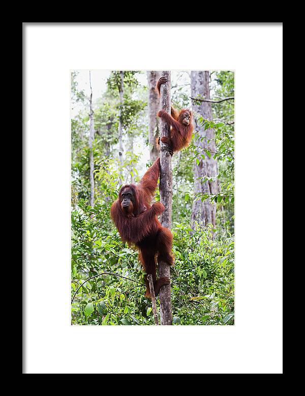Tropical Tree Framed Print featuring the photograph Female And Juvenile Bornean Orangutan by Peter Langer / Design Pics