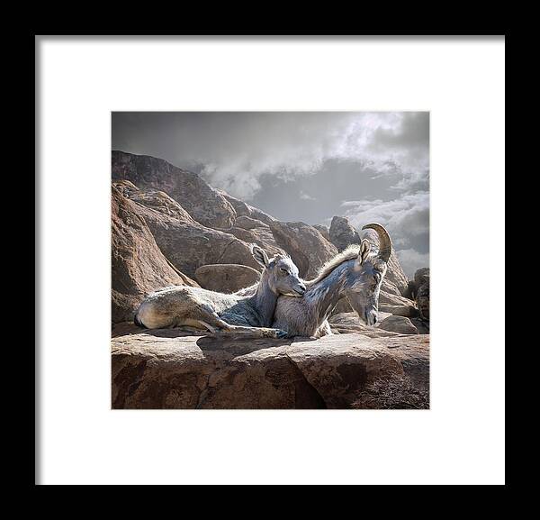 Horned Framed Print featuring the photograph Female And Young Bighorn Sheep by Ed Freeman