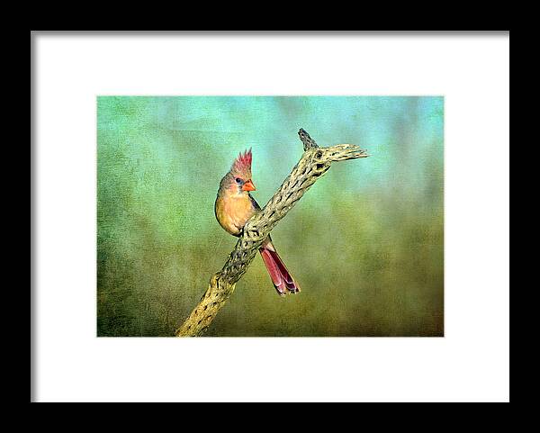 Birds Framed Print featuring the photograph Female Cardinal by Barbara Manis