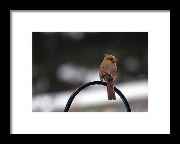 Birds Framed Print featuring the photograph Female Cardinal by Elsa Santoro
