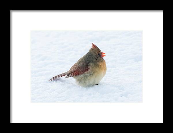 Cardinal Framed Print featuring the photograph Female Cardinal by Holden The Moment