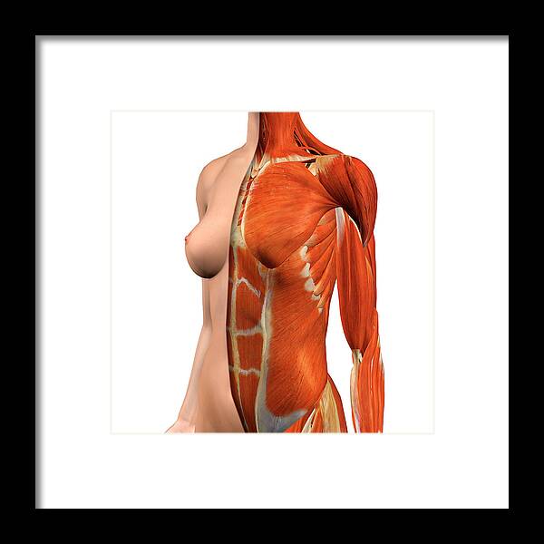 Female Chest And Abdomen Muscles, Split Framed Print by Hank Grebe