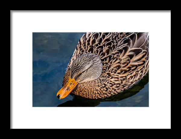 Duck Framed Print featuring the photograph Female Duck by Andreas Berthold