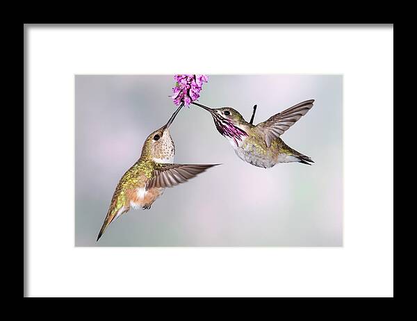 Male Animal Framed Print featuring the photograph Female Rufous Hummingbird And Male by Tom Walker