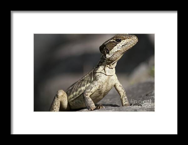 Leguan Framed Print featuring the photograph Female striped Lizard by Heiko Koehrer-Wagner