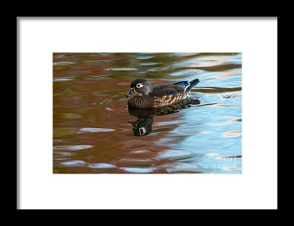 Wood Duck Framed Print featuring the photograph Female Wood Duck in Fall Colors by Robert McAlpine
