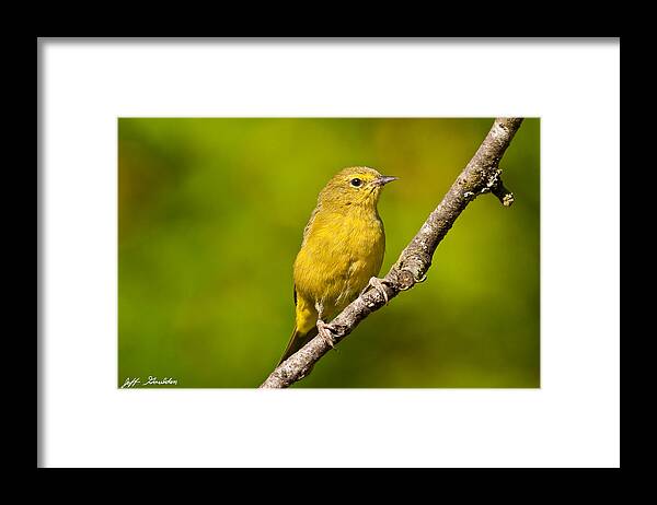 Animal Framed Print featuring the photograph Female Yellow Warbler by Jeff Goulden