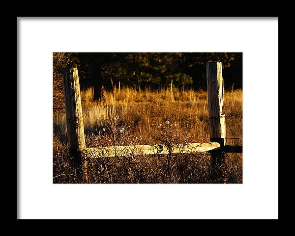Nature Framed Print featuring the photograph Fence Posts by Loni Collins