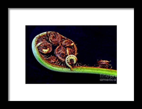 Fern Opening Up Framed Print featuring the photograph Fern Beginning to Unwind by Jim Fitzpatrick