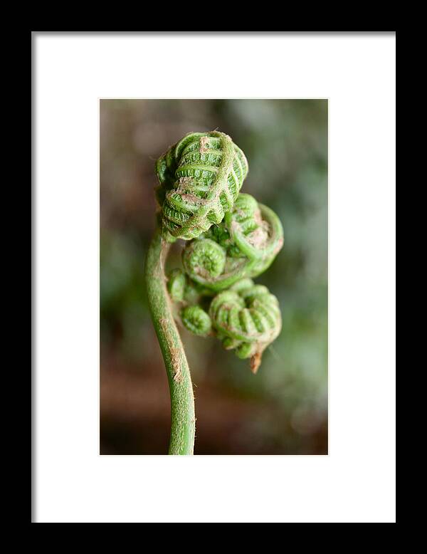 Fern Bud Framed Print featuring the photograph Fern Bud by Venetia Featherstone-Witty