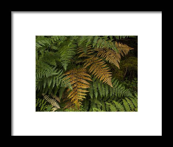 Fern Framed Print featuring the photograph Fern Design by Jean Noren