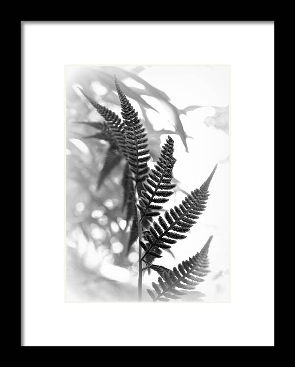 Frond Framed Print featuring the photograph Fern Fronds by Nathan Abbott