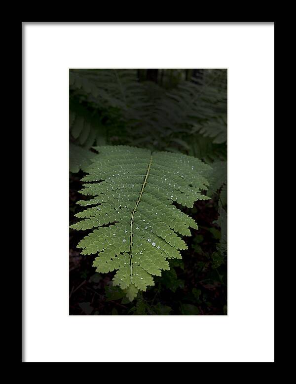 Fern Framed Print featuring the photograph Fern In The Dark by Lindsey Weimer