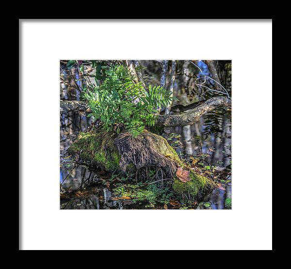 Florida Framed Print featuring the photograph Fern in the swamp by Jane Luxton