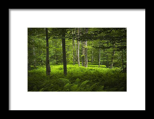 Art Framed Print featuring the photograph Ferns in a Vermont Woodland Forest by Randall Nyhof