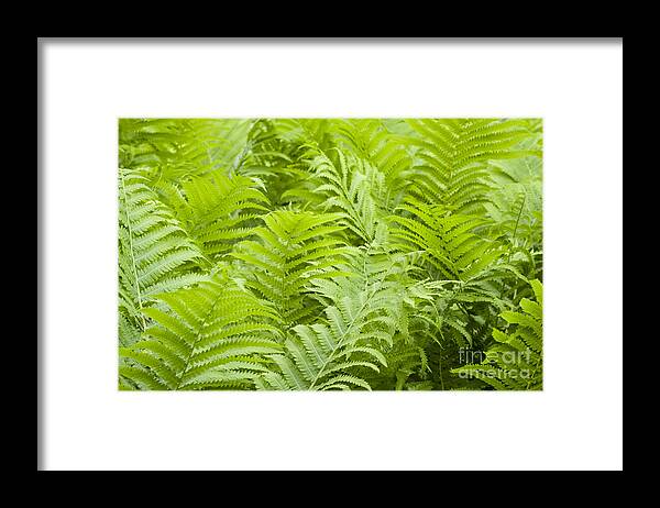 Ferns Framed Print featuring the photograph Ferns by Patty Colabuono