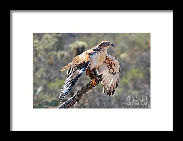 Hawk Framed Print featuring the photograph Ferruginous Hawk Perched On Limb by Al Andersen