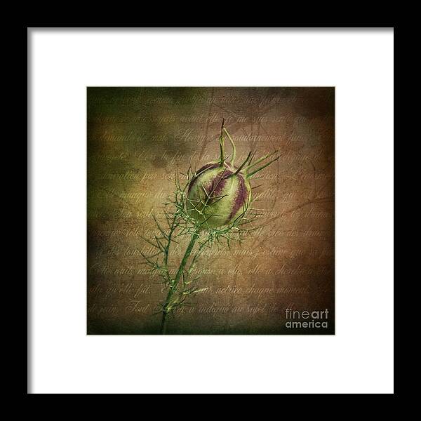 Poppy Framed Print featuring the photograph Fey Poppy Magic by Terry Rowe
