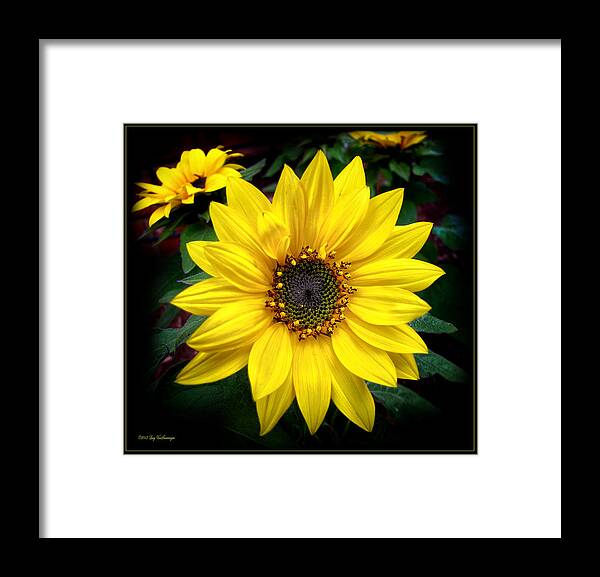 Flower Framed Print featuring the photograph Fibonacci Finery by Lucy VanSwearingen