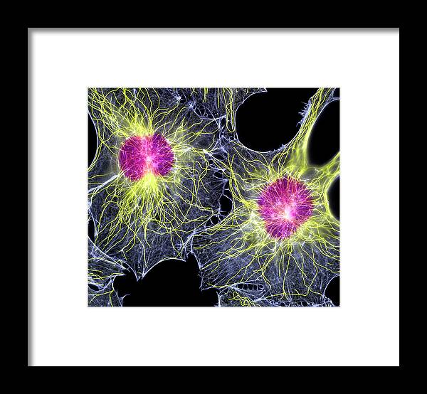 Fibroblast Framed Print featuring the photograph Fibroblast Cells Showing Cytoskeleton by Dr Torsten Wittmann