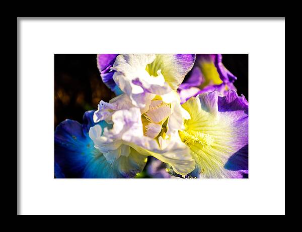 Flowers Framed Print featuring the photograph Fickle Iris by Mary Hahn Ward