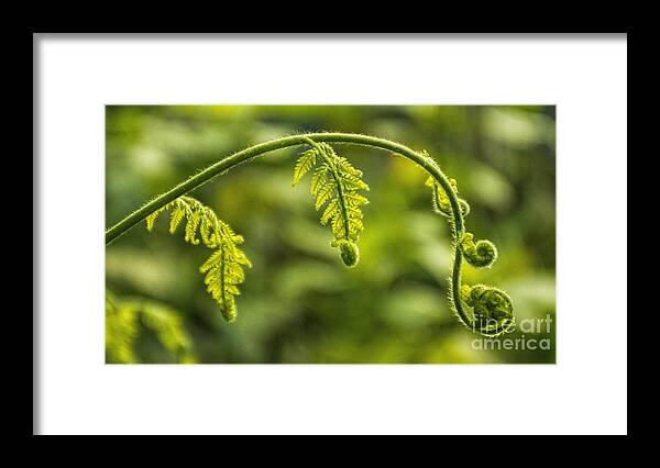 Leaf Framed Print featuring the photograph Fiddleheads by Peggy Hughes