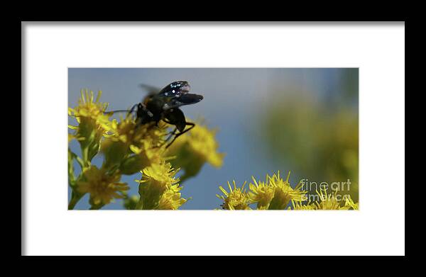 Flower Framed Print featuring the photograph Field Dance by Linda Shafer