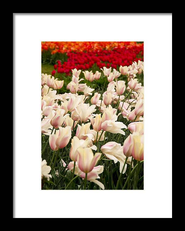 Flowers Framed Print featuring the photograph Field of Colors by Michael Dorn