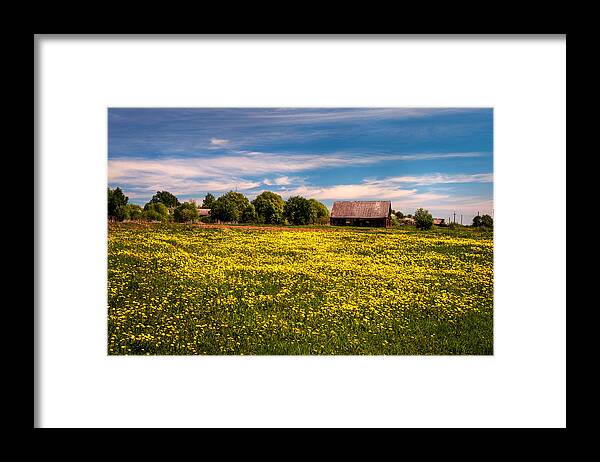 Landscape Framed Print featuring the photograph Field of Gold. Dandelions at Village by Jenny Rainbow