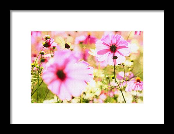 Pink Cosmos Framed Print featuring the photograph Field of Lovely Pink Cosmos by Beverly Claire Kaiya