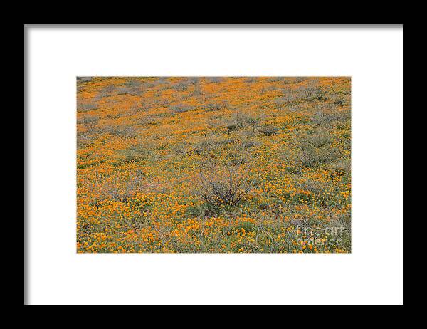 Poppies Framed Print featuring the photograph Field of Poppies by Tamara Becker