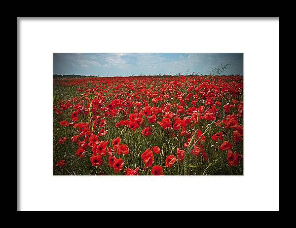 Dorset Framed Print featuring the photograph Field of poppy flowers by Ska