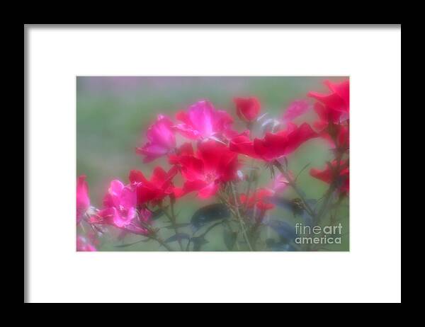 Floral Framed Print featuring the photograph Field of Roses by Mary Lou Chmura