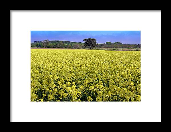 Broccoli Framed Print featuring the photograph Field Of Tender Stem Broccoli by The Landscape Of Regional Cities In Japan.