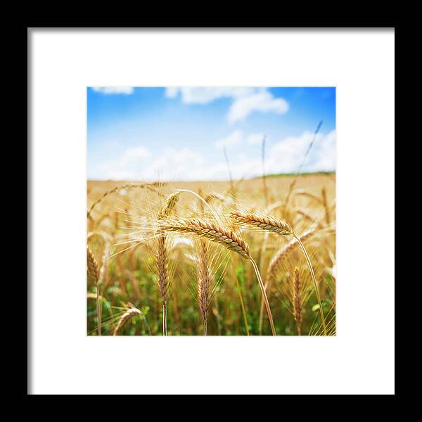 Tranquility Framed Print featuring the photograph Field Of Wheat In Croatia by Marcos Welsh