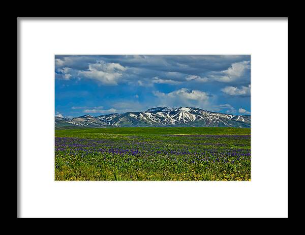 Wildflowers Framed Print featuring the photograph Field of Wildflowers by Don Schwartz