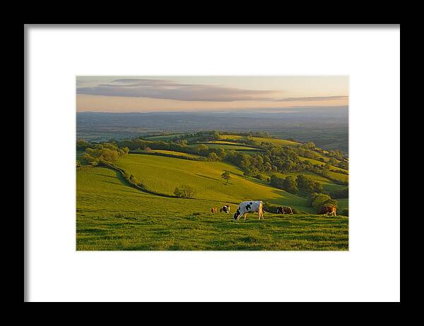 Silverton Devon Bucolic Framed Print featuring the photograph Fields and Cows in Devon by Pete Hemington
